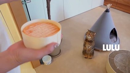Cats vs World's Stinkiest Cheese | Kittisaurus