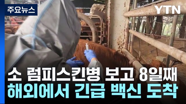 소 럼피스킨병 긴급백신 1차분 도착...내일부터 본격 접종 / YTN