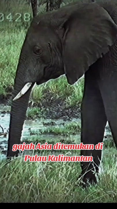Gajah Kalimanyan Elephas maximus borneensis