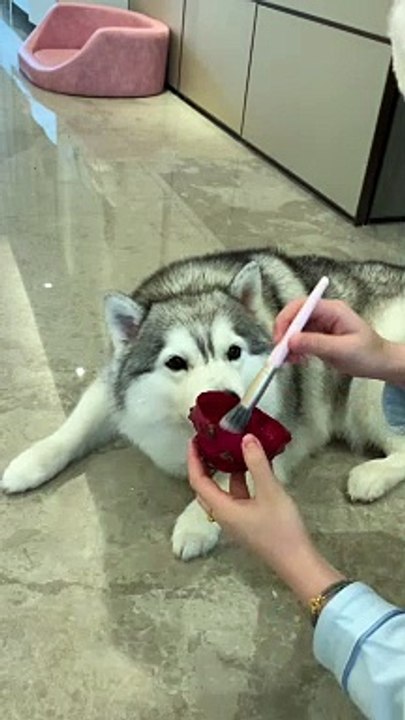 Girl Doing Dogs Makeup | Animals Funny Reactions | Animals Funny Moments | Cute Pets #animals #dog #doglover #cutepuppies #fun #love #cute #beautiful