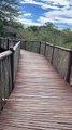 Sit in the balcony to see Animals _ Wildlife Lodge  amazing Serengeti view #animals #safari #shorts