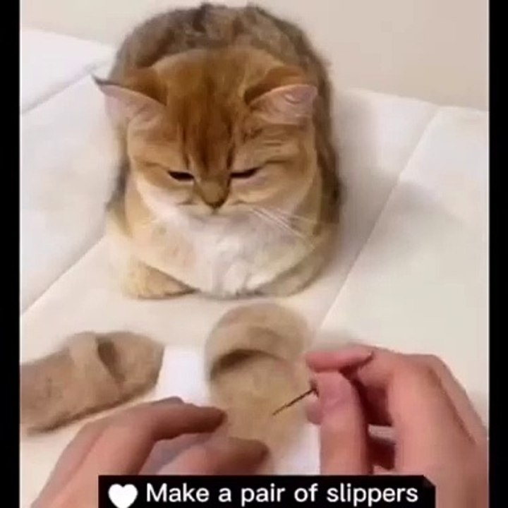 Cats sliper..