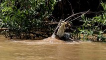 Jaguar brutally attacks a Caiman in the shallow waters *Killer Predators*