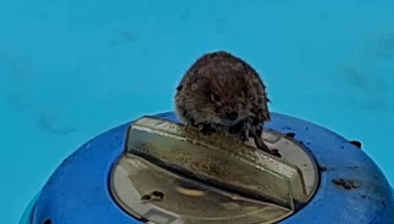 Robinson crusoe auf der einsamen insel