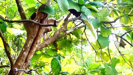 Accident baby gets blue eye, mother try harder to protect, and treat poor baby