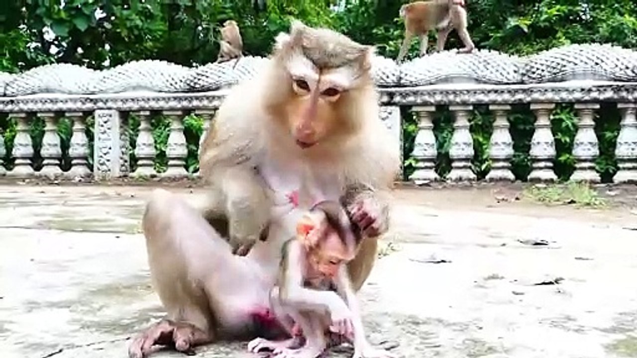 Absolutely rejecting baby, tiniest Monaco shaking his body up and down on the ground, Molia go out