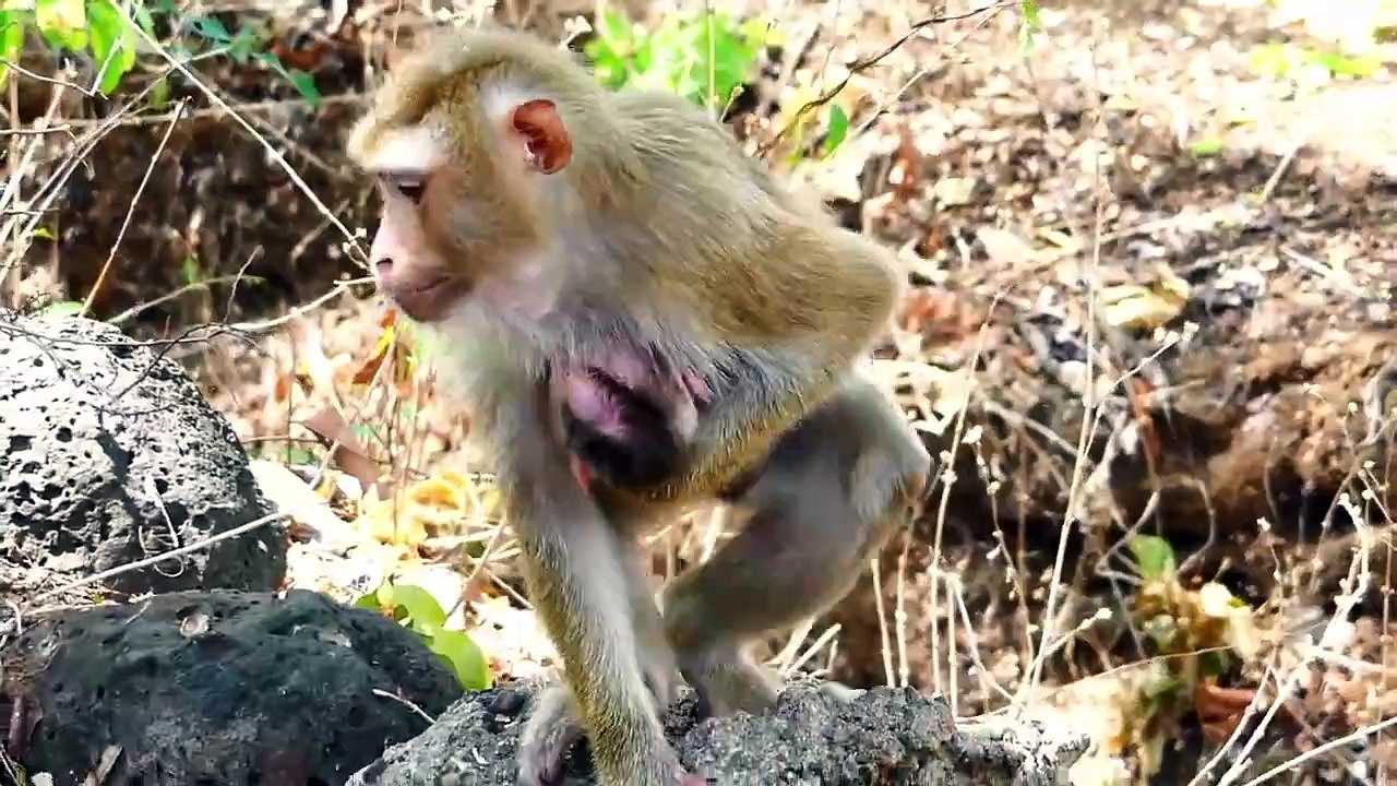 Abandoned Mother Sarika Starts To Wean Tiny Baby Saro
