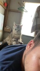 Les mitaines pour chaton donnent un massage