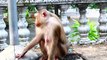 Adorable baby Monaco is jumped to hit on his head by teenaged monkey, Monaco gets huge scare