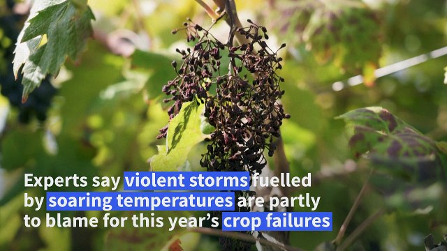 Climate change puts the livelihoods of winemakers in Albania at risk