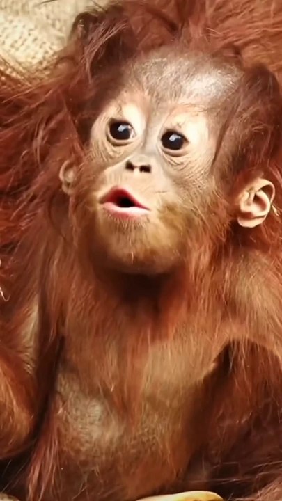 Chimpanji funny video.