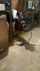 Une amitié entre animaux de grange