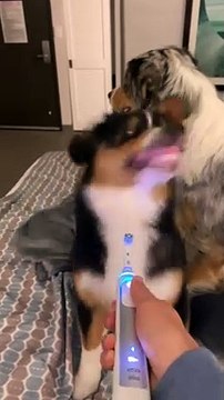 Un berger australien sourit à une brosse à dents électrique