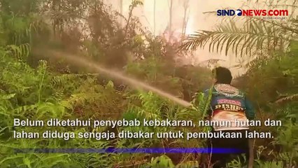 Diduga Sengaja Dibakar, Puluhan Hektare Hutan Produksi di Kalteng Dilalap Api