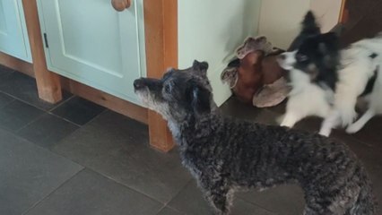 Goofy puppy humors owner by getting spooked by a plastic spoon