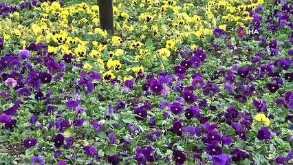 Yalova'da park ve bahçeleri öğrencilerin ürettiği çiçekler süsleyecek