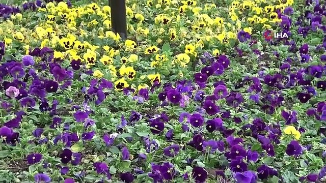 Les fleurs produites par les étudiants décoreront les parcs et jardins de Yalova