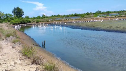Suara asli burung kuntul