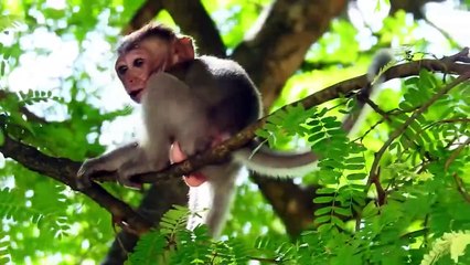 Adorable Baby Monkey Play Lonely On Hight Tree Seem Lose Mommy