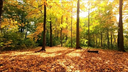 "Harmonious Meditation: Soothing Ambient Vibes"