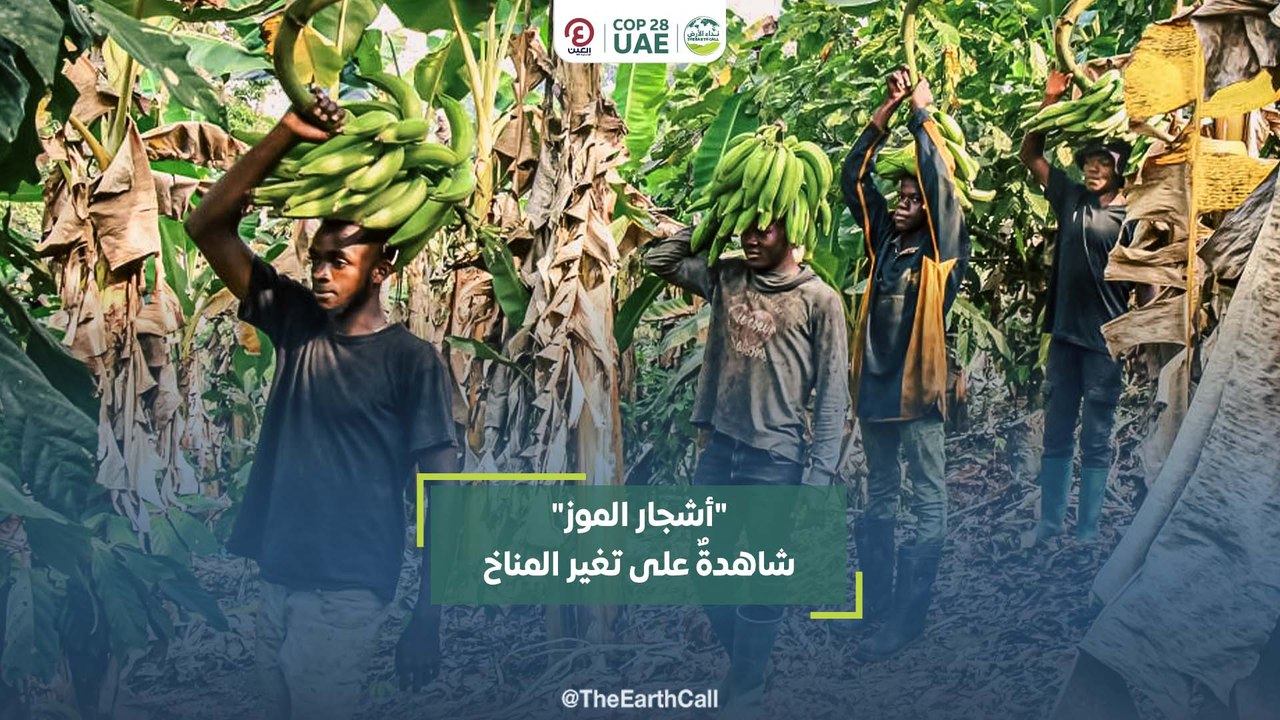 "أشجار الموز" شاهدةٌ على تغير المناخ
