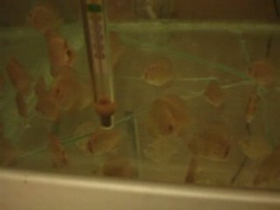 38.gün yürek kapma yarışı rose red yavrular