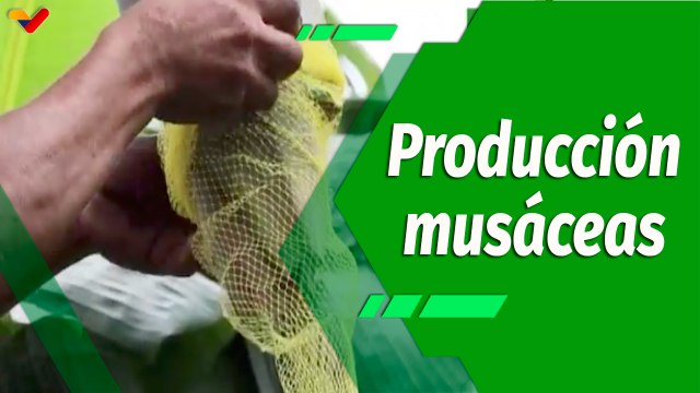 Cultivando Patria | Unidad de Producción Disfrutas Mundial , productor de musáceas