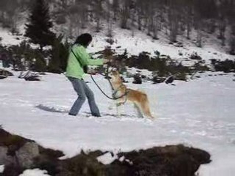 Akita inu Rokk à la montagne