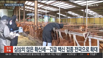 럼피스킨병 잠복기 28일…"숨어있는 감염 찾아야"