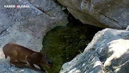 Kod adı karakulak: Kendini gizlemekte ustaydı ama... Dağda böyle yakalandı!