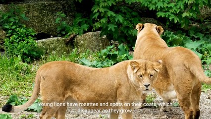 10 Interesting Facts about Lions Kings of the Savanna