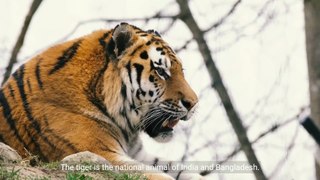 10 Interesting Facts about Tigers