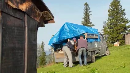 1  عودة الدببة