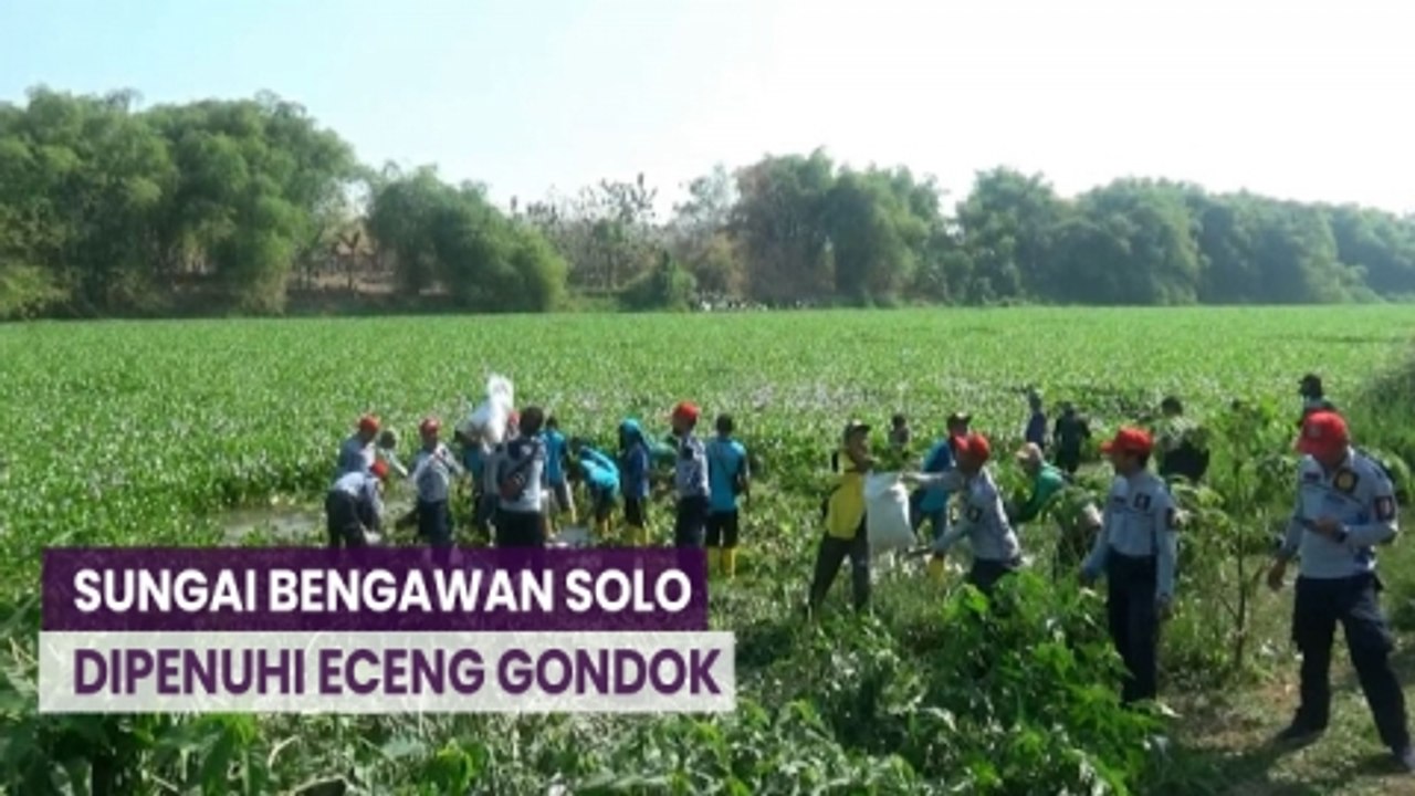Aksi Ratusan Relawan Bersihkan Eceng Gondok di Sungai Bengawan Solo