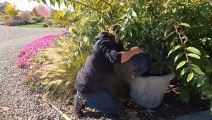 Planting 5 Gorgeous Evergreens just in Time for Winter!
