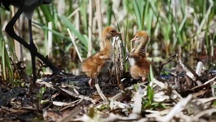 6  البلطيق ج2