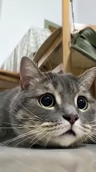 Cat and sky