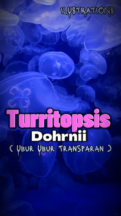 Immortal Jellyfish