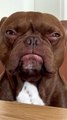 Intensely Judgemental French Bulldog