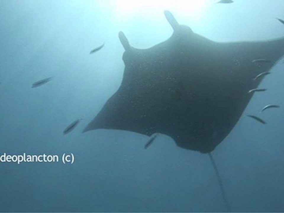 Raie manta et tortue nouvelle caledonie ouvea
