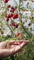 Comment tailler les tomates pour récolter plus ?