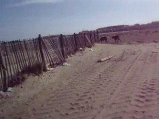 titi sam alter a la mer