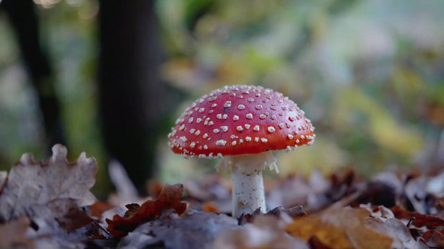 Mélancolie d'Automne (pour piano) ♫ Autumn Melancholy (for piano)