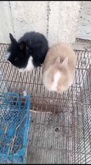 tady baier rabits bunny 