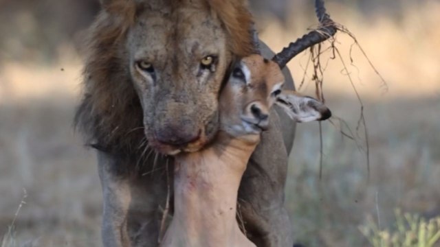 Gifted photographer captures PERFECT shot of a ruthless lion with his hunted gazelle