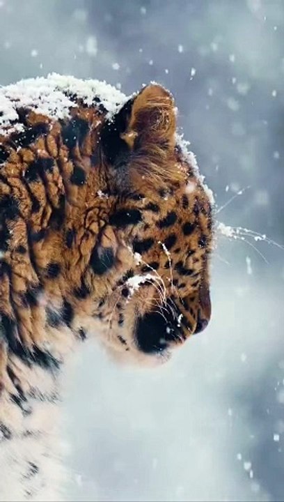 Un léopard de l’Amour sous la neige !