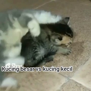Kucing besar vs kucing kecil