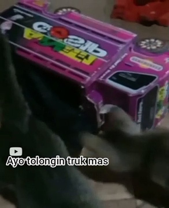 Kucing kecil lucu