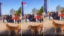 İstiklal Marşı'na eşlik eden köpek kısa sürede beğeni topladı