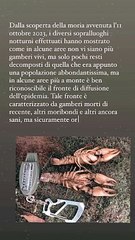 Colle, la pesta fa strage di gamberi di fiume nel Bevera: ''Bisogna fare in fretta''